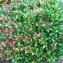 Skimmia japonica 'Rubella'